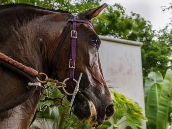 Horse cart