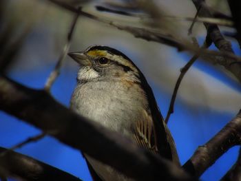 Low angle view of bird perching on branch