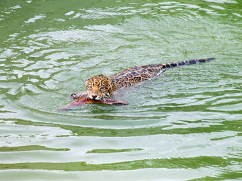 Jaguar carrying prey in mouth on river