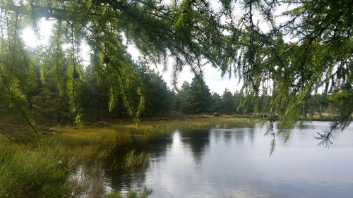 Scenic view of lake in forest