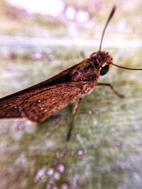 Close-up of insect