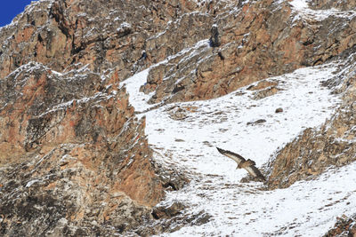 Eagle flying above mountain during winter