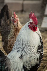 Close-up of birds