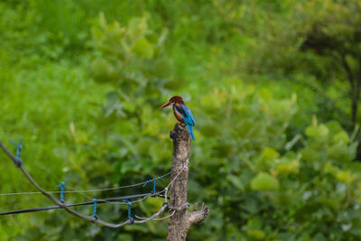 Bird perching on a tree