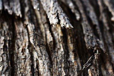 Close-up of mushroom growing on tree trunk