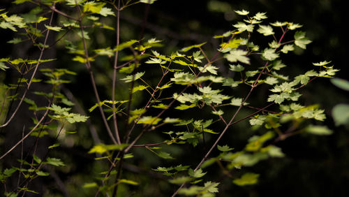 Close-up of fresh green plant