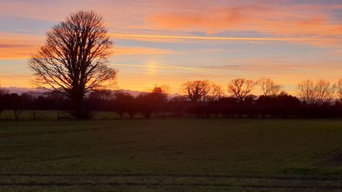 Silhouette bare trees on field against sky during sunset