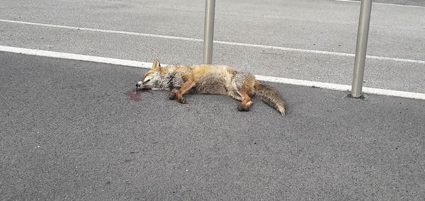 High angle view of squirrel on road