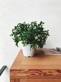 Potted plant on table against wall