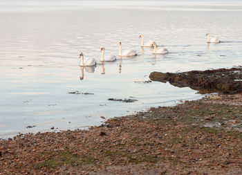 View of birds on beach