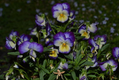 Close-up of purple flowering plants