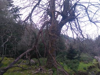 Bare trees in forest