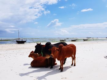 Cows at beach against sky