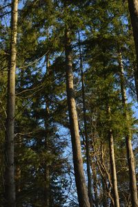 Low angle view of trees in forest