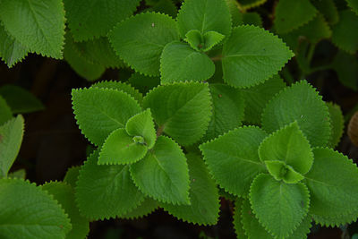 Close-up of green leaves