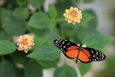 Close-up of butterfly pollinating on flower