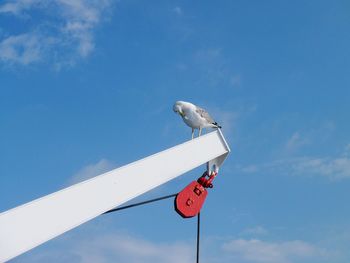 Low angle view of bird perching on pole against sky