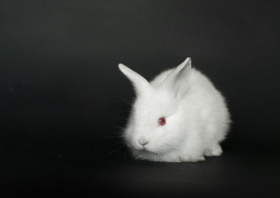 Beautiful white, fluffy baby rabbit playing in green grass