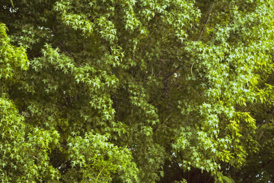 Full frame shot of trees in forest