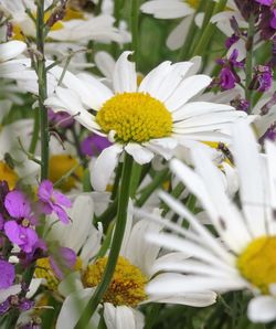 Close-up of white daisy blooming outdoors