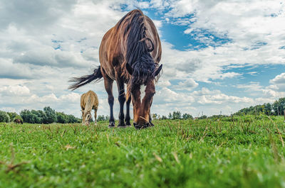 animal