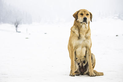 Portrait of dog sitting on snow field during winter