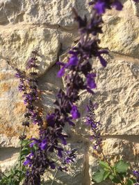 Close-up of purple flowering plants against wall