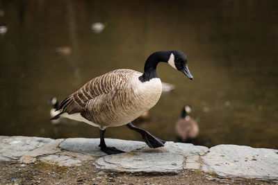 Close-up of bird in water