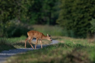 View of deer on field