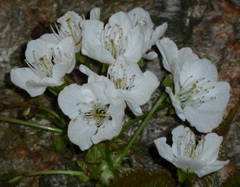 Close-up of white flowering plant