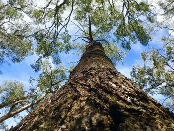 Low angle view of tree against sky