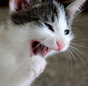 Close-up portrait of cat