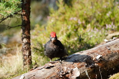 Close-up of bird perching on wood