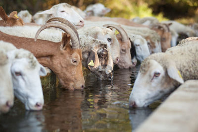 Close-up of sheeps drinking water at ranch