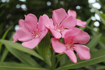 Close-up of pink flowering plant 