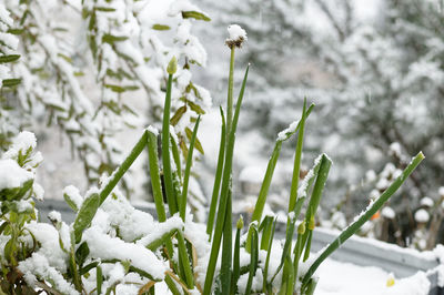 Close-up of frozen plant on field