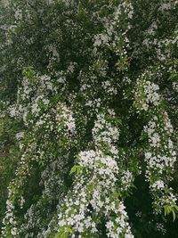 Flowers blooming on tree