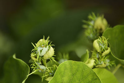 Close-up of insect on plant