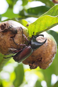 Close-up of insect on leaves