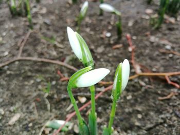 Close-up of plant against blurred background