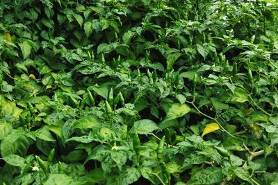 Full frame shot of fresh green plants