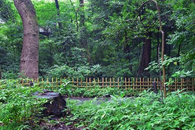 Trees in forest