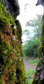 Close-up of moss growing on tree trunk