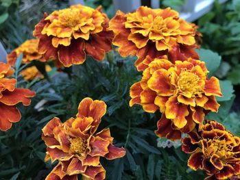 Close-up of orange marigold flowers