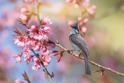 Close-up of bird perching on tree