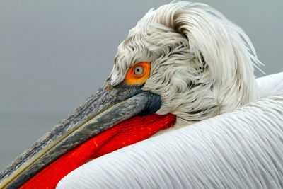 Close-up of pelican