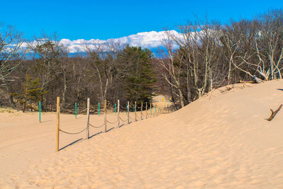 Panoramic shot of trees on land against blue sky