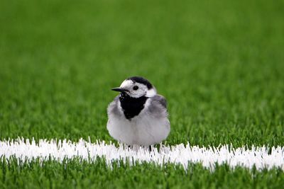 Close-up of bird on field