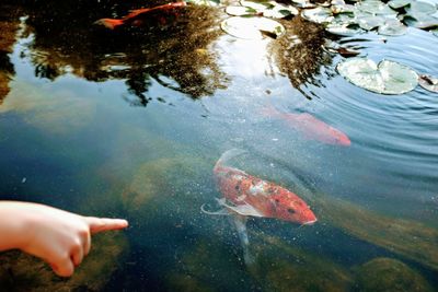 Fish swimming in a lake