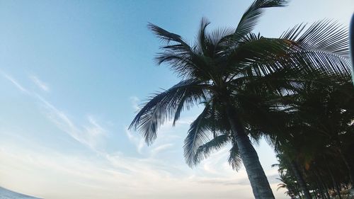 Low angle view of palm trees against sky